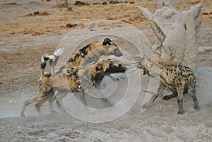 Wild Dogs and Spotted Hyaena fighting photo