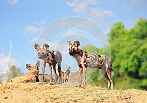 Wild dogs standing with a natural blue cloudy sky and bush in south Luangwa National Park.