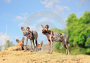 Wild dogs standing with a natural blue cloudy sky and bush in south Luangwa National Park. photo