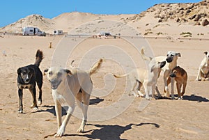 Wild dogs in western sahara