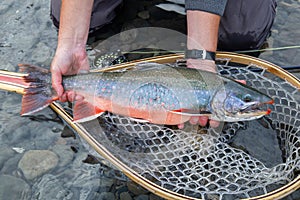 Wild dolly Varden caught and released on the Kenai River, Alaska