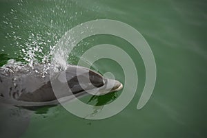 Wild Dolphin