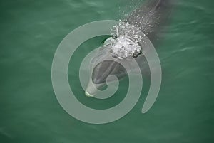 Wild Dolphin