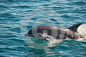 Wild Dolphin