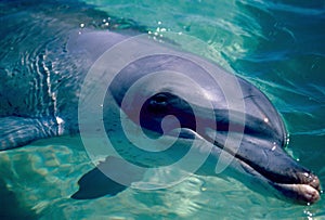 Wild dolphin close-up