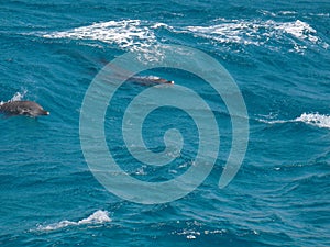 Wild dolphins