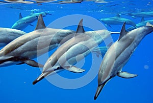 Wild Dolphins photo