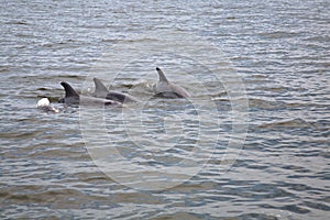 Wild Dolphins