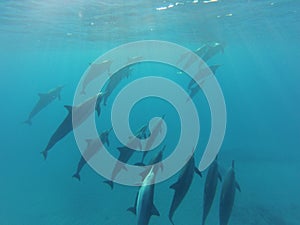 Wild dolphins ascend