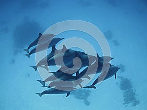 Wild dolphins in beautiful light in the blue ocean