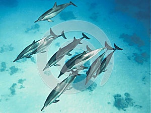 Wild dolphins in the deep blue ocean