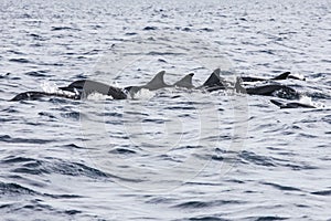 Wild dolphins indonesia