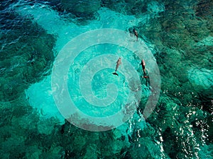 Wild Dolphins of Isla Mujeres - Aerial View photo