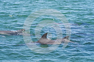 Wild dolphins in Koombana Bay