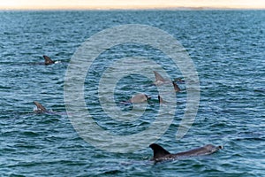 Wild dolphins in Koombana Bay