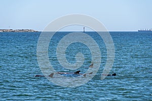 Wild dolphins in Koombana Bay