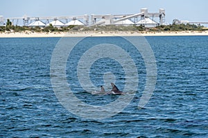 Wild dolphins in Koombana Bay