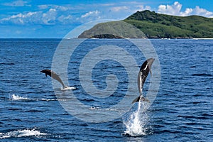 Wild dolphins leaping out of the ocean