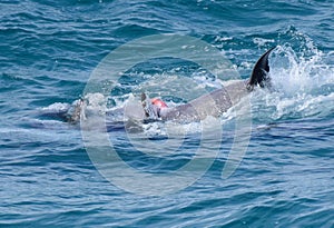 Wild dolphins mating off a tropical island paradise in Queensland, Australia