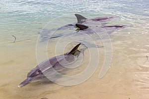 Wild dolphins near the shore in Australia Monkey Mia beach, Shark Bay, Australia