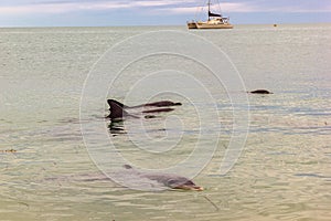 Wild dolphins near the shore in Australia Monkey Mia beach, Shark Bay, Australia