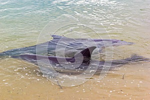 Wild dolphins near the shore in Australia Monkey Mia beach, Shark Bay, Australia