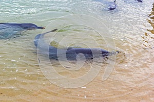 Wild dolphins near the shore in Australia Monkey Mia beach, Shark Bay, Australia