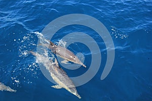 Wild dolphins playing in the ocean and speeding up