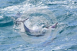 Wild dolphins playing off a tropical island paradise in Queensland, Australia