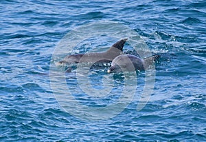 Wild dolphins surfing together off a tropical island paradise in Queensland, Australia