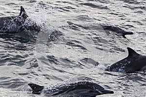 Wild Dolphins Swimming Near the Channel Islands