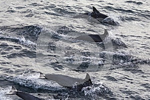 Wild Dolphins Swimming Near the Channel Islands