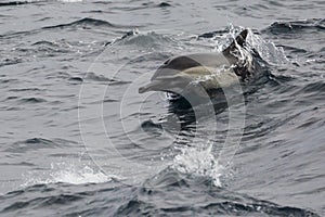 Wild Dolphins Swimming Near the Channel Islands