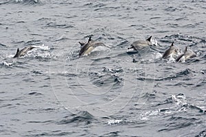 Wild Dolphins Swimming Near the Channel Islands