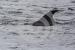 Wild Dolphins Swimming Near the Channel Islands