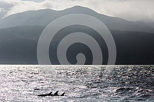 Wild Dolphins Swimming Near the Channel Islands