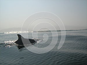 Wild dolphins swimming off Peruvian coast