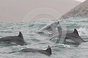 Wild dolphins swimming off Peruvian coast