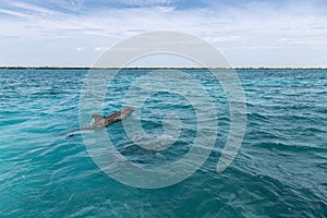 Wild dolphins swimming to the surface in teal sea in Quintana Roo Mexico