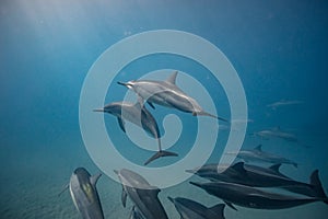 Wild dolphins underwater in deep blue ocean