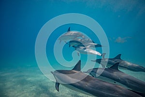 Wild dolphins underwater in deep blue ocean