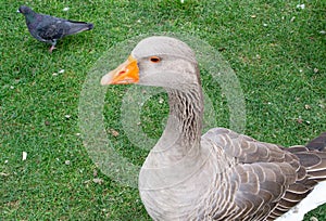 Wild domestic grey geese with orange beak and orange legs