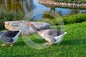 Wild domestic grey geese with orange beak and orange legs