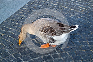Wild domestic grey geese with orange beak and orange legs