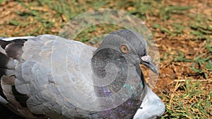 Wild domestic pigeon sitting in the midday sun