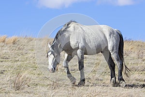 Wild dominant stallion on the prairie