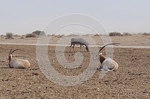 Wild donkey and antelope Addax Addax nasomaculatus