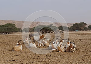 Wild donkey and antelope Addax Addax nasomaculatus