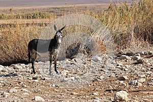 Wild donkey or ass, Equus africanus asinus in nature reserve on Dead Sea coast. Israel