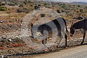 Wild Donkey in Atacama Desert Chile